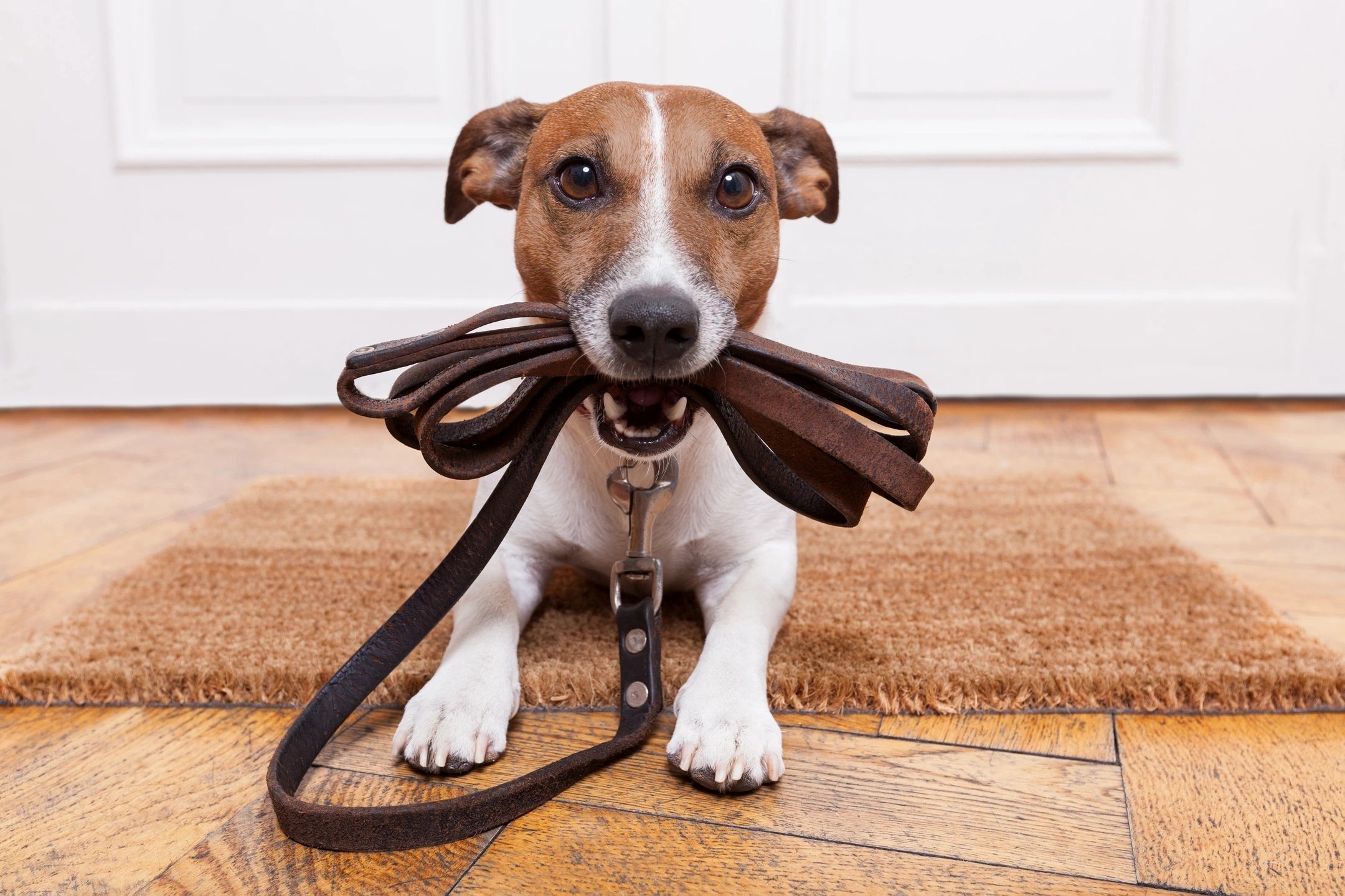 Professional dog trainer working with dog outdoors