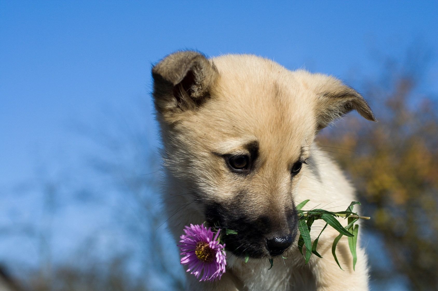Dog with flower — puppy consultation