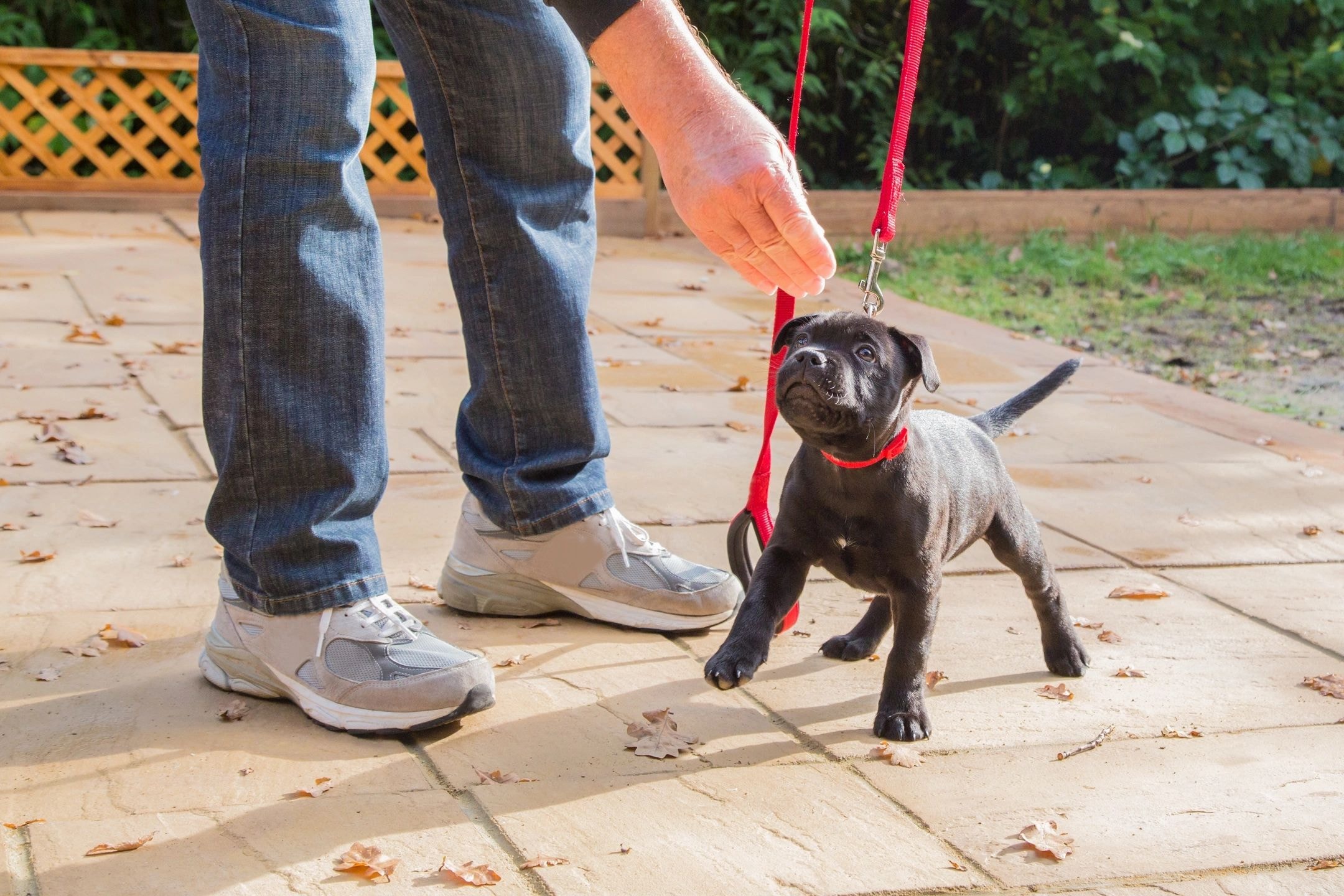 Person walking puppy on leash — obedience training